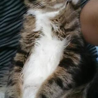 1才の男の子です - 猫