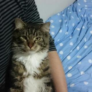 1才の男の子です − 東京都