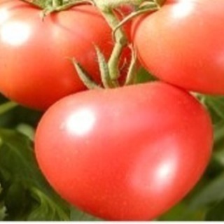 若松水切りトマト栽培の画像