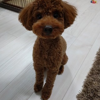 かわいい2歳の♀のトイプードルです - 白山市
