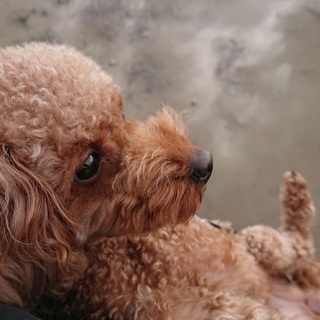 かわいい2歳の♀のトイプードルです - 犬