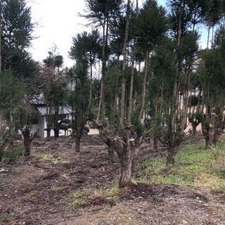 北山杉(1本)