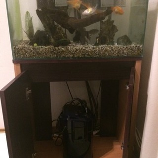 金魚等、水槽、外部上部フィルター、棚の画像