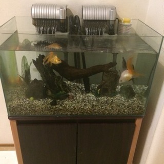 金魚等、水槽、外部上部フィルター、棚