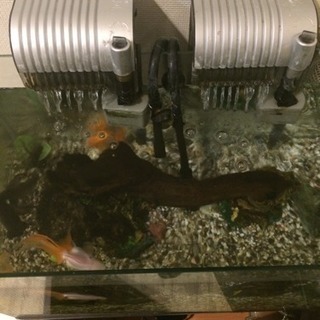 金魚等、水槽、外部上部フィルター、棚の画像