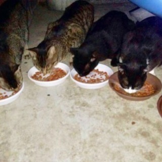 神奈川区地域猫ボランティア募集