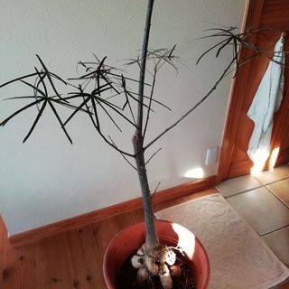 クイーンズランドボトルツリー　１８０ｃｍ　観葉植物　 　　