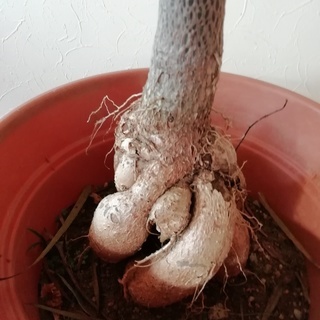 クイーンズランドボトルツリー　１８０ｃｍ　観葉植物　 　　