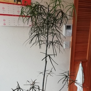 クイーンズランドボトルツリー　１８０ｃｍ　観葉植物　 　　