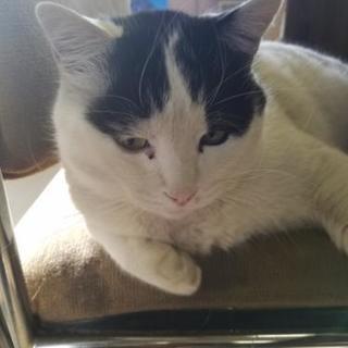 人馴れしてます、猫のむーさん