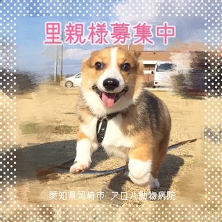 【里親募集】おちゃめでかわいいコーギーの男の子の画像