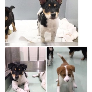 保健所からレスキュー🐶僕達の家族になってくださいฅ•ﻌ•ฅシェル...