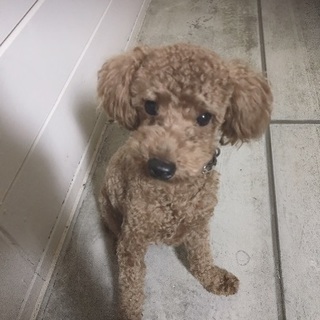 1歳トイプードルオス犬です！