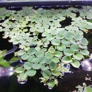 浮草　水草　オオサンショウモ　大量