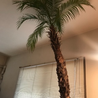 観葉植物 フェニックス