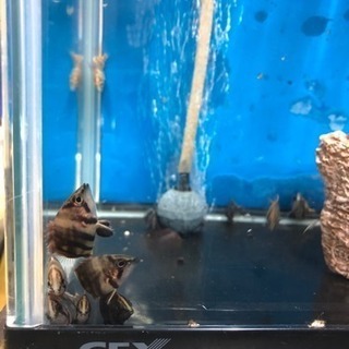 ダトニオ ベビー2センチ位一匹！！