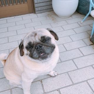 兄妹のパグ − 広島県