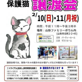 🐈保護猫の譲渡会🐈