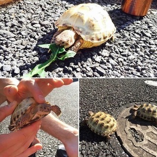 リクガメ 2匹𓆉𓇼