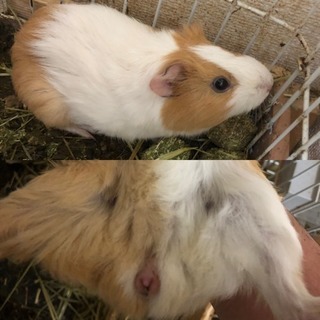 モルモットの里親募集致します