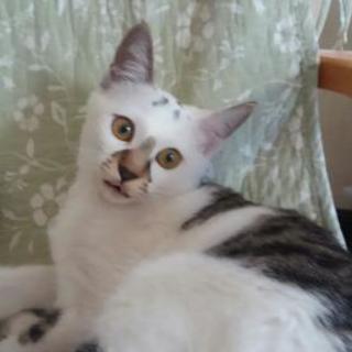 ゴマフアザラシみたいな柄のゴマちゃん − 群馬県