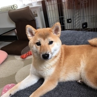 芝犬(メス)1歳4ヶ月 大事にしてくれる里親様