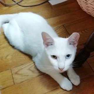 素敵な白猫　オッドアイのソラ君　２歳オス