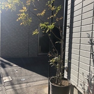 植木