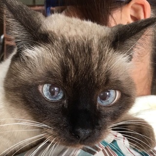 飼い主さん急死、老猫オス