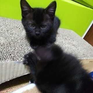 生後1ヶ月半のオスメスの子猫です。