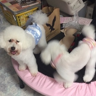 犬友