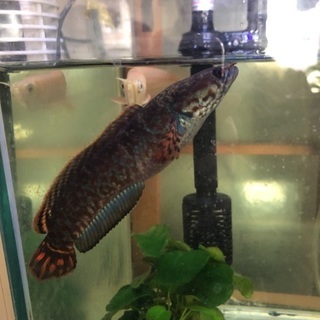 熱帯魚 レインボースネークベッド