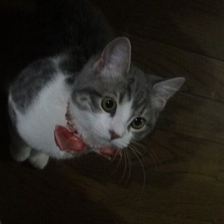ｽｺﾃｨｯｼｭﾌｵｰﾙﾄﾞ♀猫好きな方宜しくお願いします。