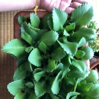 子宝草♡手のひら大 全国無料発送可！まだあります！