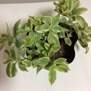 ベビーサンローズ 多肉植物