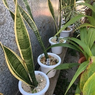【複数あり】虎の尾 サンセベリア