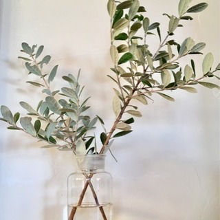 🌿フェイジョア枝物／切花🌿10本✅再開しました