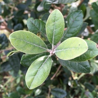 🌿フェイジョア枝物／切花🌿10本✅再開しましたの画像