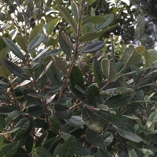 🌿フェイジョア枝物／切花🌿10本✅再開しましたの画像