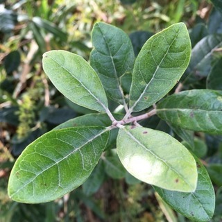 🌿フェイジョア枝物／切花🌿10本✅再開しましたの画像