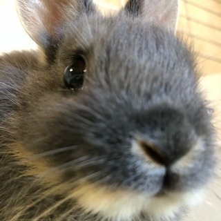 うさ友探してます。