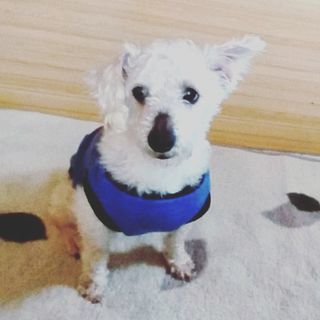 可愛いシュナウザーとプードルのmix犬です