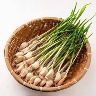 【送料無料】 発芽 にんにく 30個 無農薬 滋賀県産 水耕栽培...
