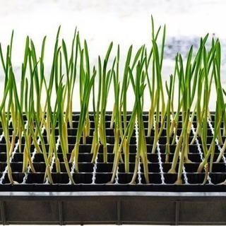 【送料無料】 発芽 にんにく 30個 無農薬 滋賀県産 水耕栽培 根っこも食べてください ネコポス 希少で 市場に出回りませんの画像