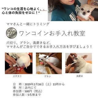 ママと一緒にトリミング　ワンコインお手入れ教室の画像