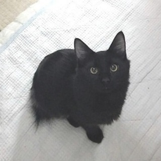 元気な黒スモークの男の子：生後7ヵ月