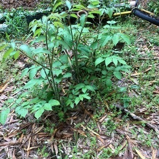 狩りや料理好きな友達募集です − 茨城県