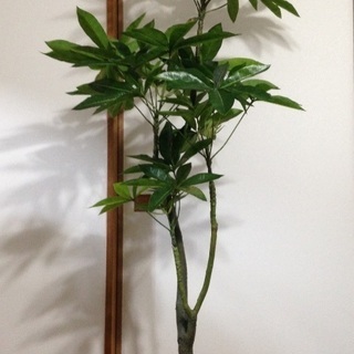 フェイクグリーン 観葉植物 パキラ鉢植え