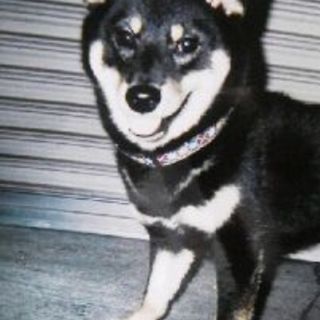 ２歳８ヶ月の黒柴中型犬の里親を募集します