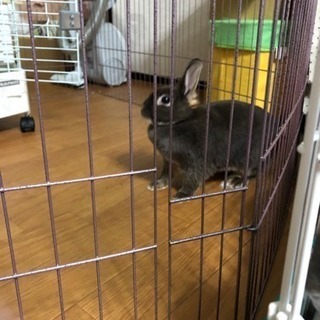 ネザーランドドワーフ(2羽)ミニウサギ(1羽)
